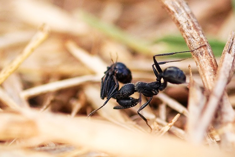 مورچه ها به محل جدیدی برای ساکن شدن می روند
